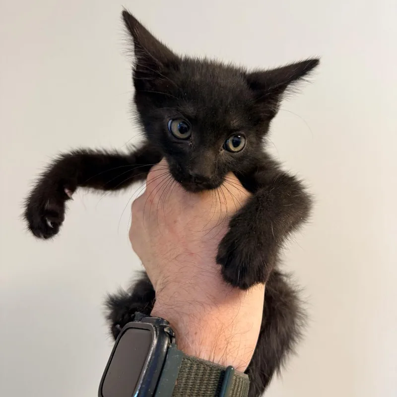 A baby small-sized male Black Domestic Short Hair cat named Feta for adoption in Rifle, CO