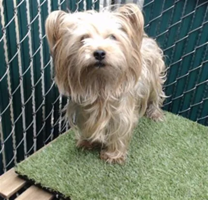 A senior medium-sized female Yorkshire Terrier dog named Suzie for adoption in Downey, CA