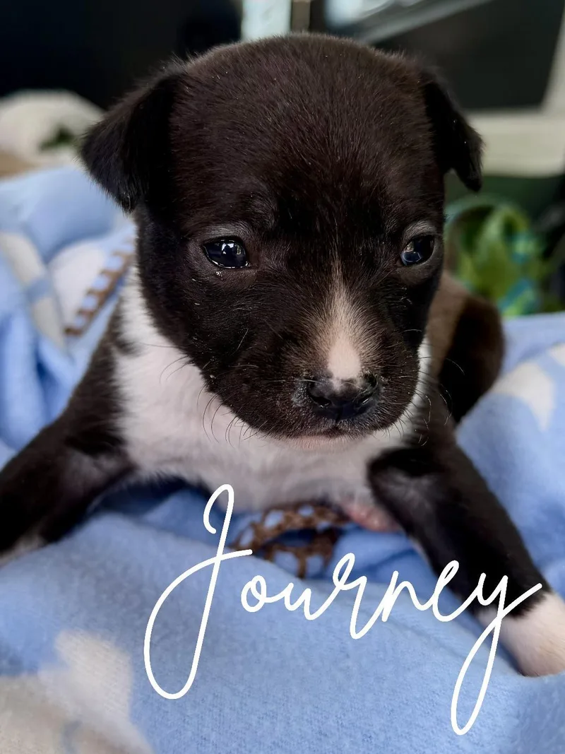 A baby small-sized female Black Chihuahua dog named Journey for adoption in Herald, CA