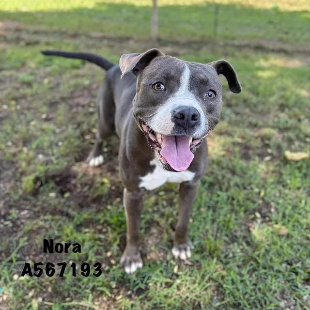 An adult medium-sized female Pit Bull Terrier dog named Nora for adoption in Huntsville, AL