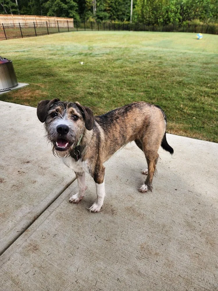 A baby large-sized male Boxer dog named Whiskers for adoption in Mooresville, NC