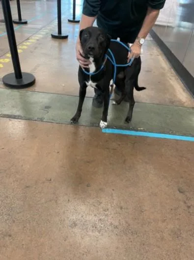 An adult medium-sized female Labrador Retriever dog named Devina for adoption in Van Nuys, CA