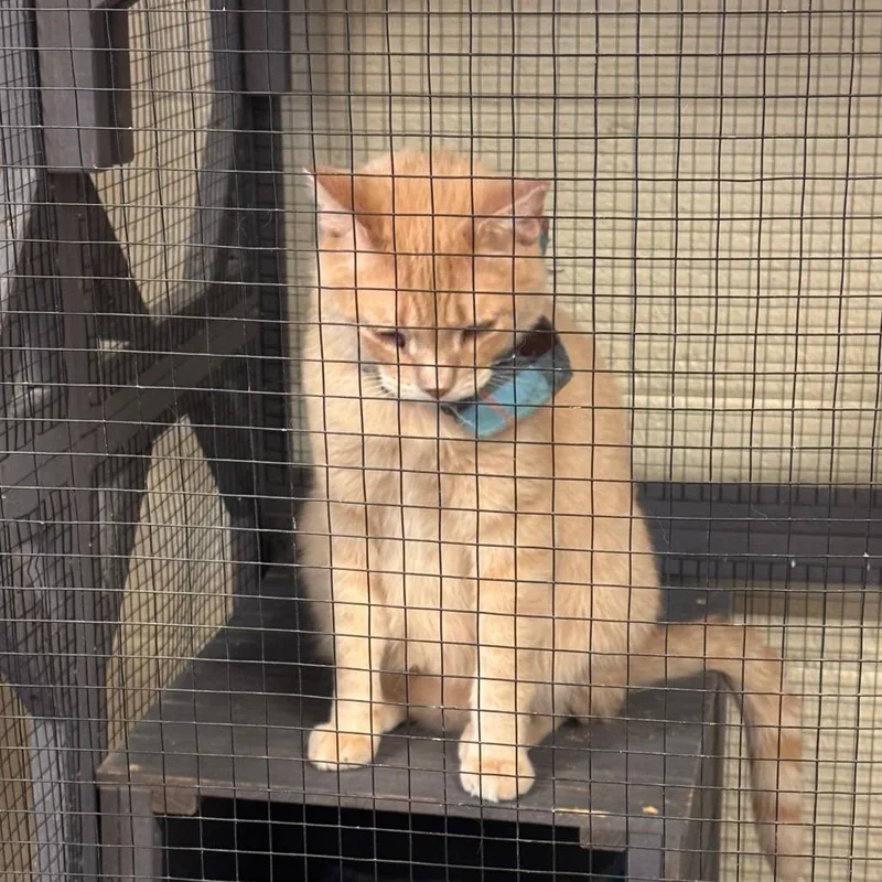 Don Giovanni thumbnail 2