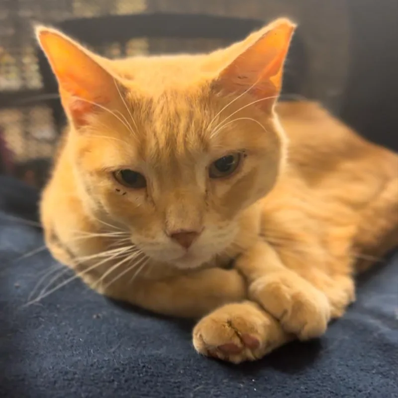 Don Giovanni thumbnail 4