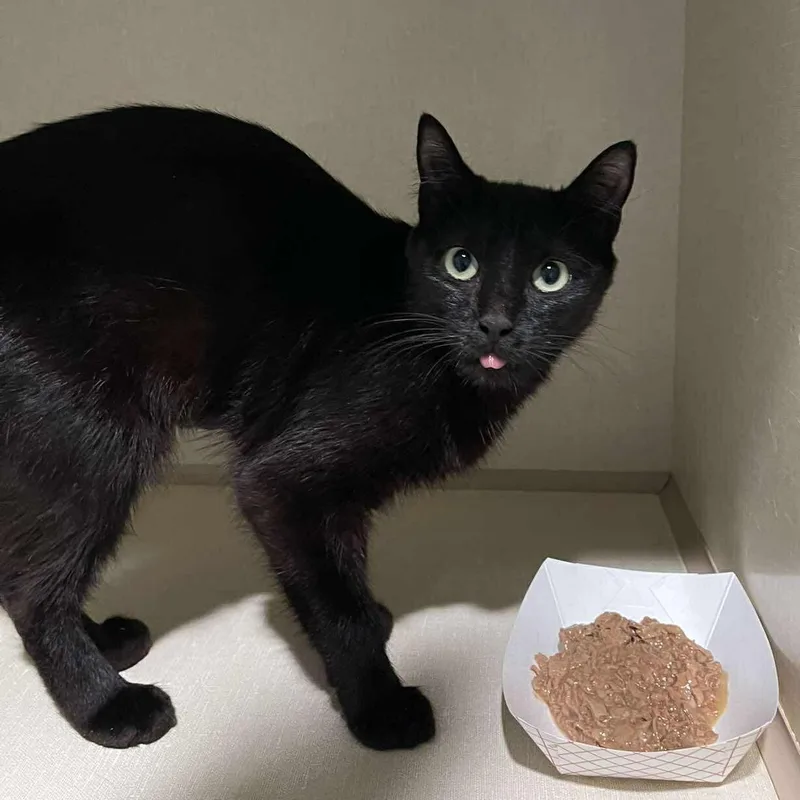 An adult medium-sized female Black Domestic Short Hair cat named Delphinium for adoption in Winthrop, ME