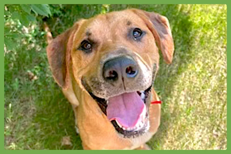 An adult large-sized male Golden Labrador Retriever dog named Murphy for adoption in Amherst, MA
