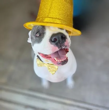 An adult medium-sized female Gray / Blue / Silver American Bulldog dog named Luna for adoption in Key West, FL
