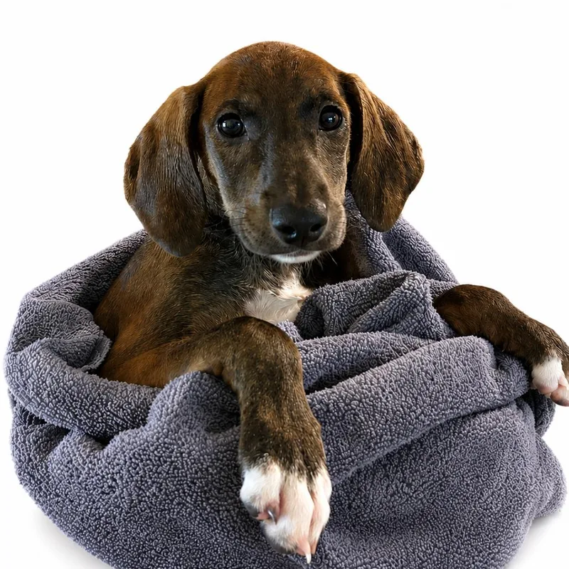 A baby medium-sized female Brown / Chocolate Beagle dog named Amelia for adoption in Chantilly, VA