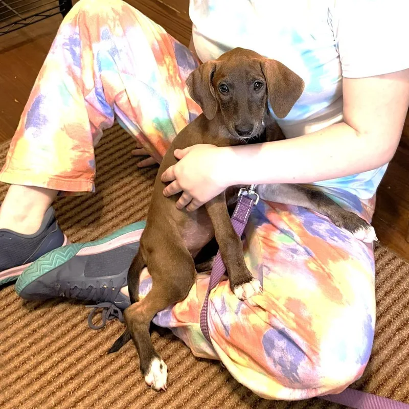 Amelia thumbnail 6