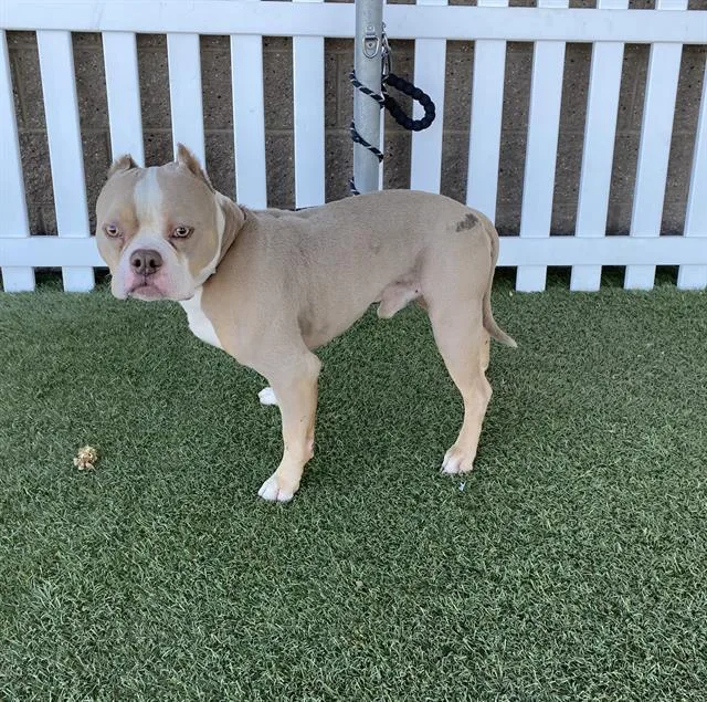 An adult large-sized male Pit Bull Terrier dog named A for adoption in Modesto, CA