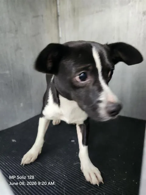 A young small-sized female Chihuahua dog named Queen for adoption in San Antonio, TX