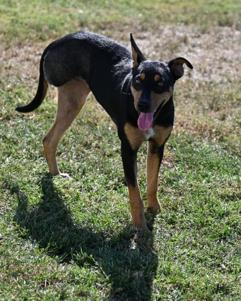 A young medium-sized female Mixed Breed dog named Byrdie for adoption in Saratoga Springs, NY