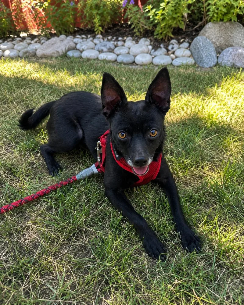 An adult small-sized male Chihuahua dog named Nick for adoption in Twin Falls, ID
