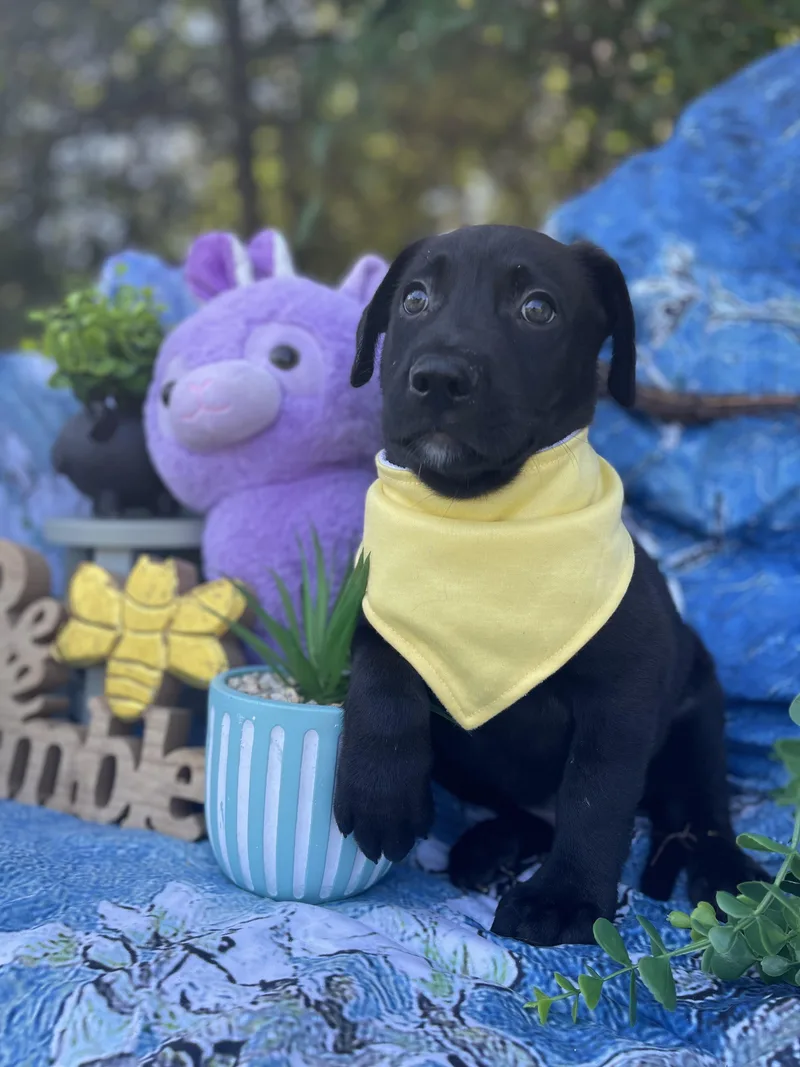 Gruncle Stan thumbnail 2