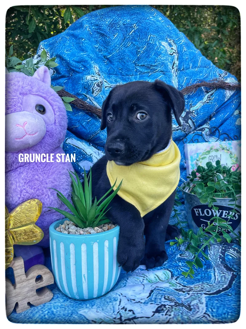 A baby medium-sized male Labrador Retriever dog named Gruncle Stan for adoption in Sebring, FL