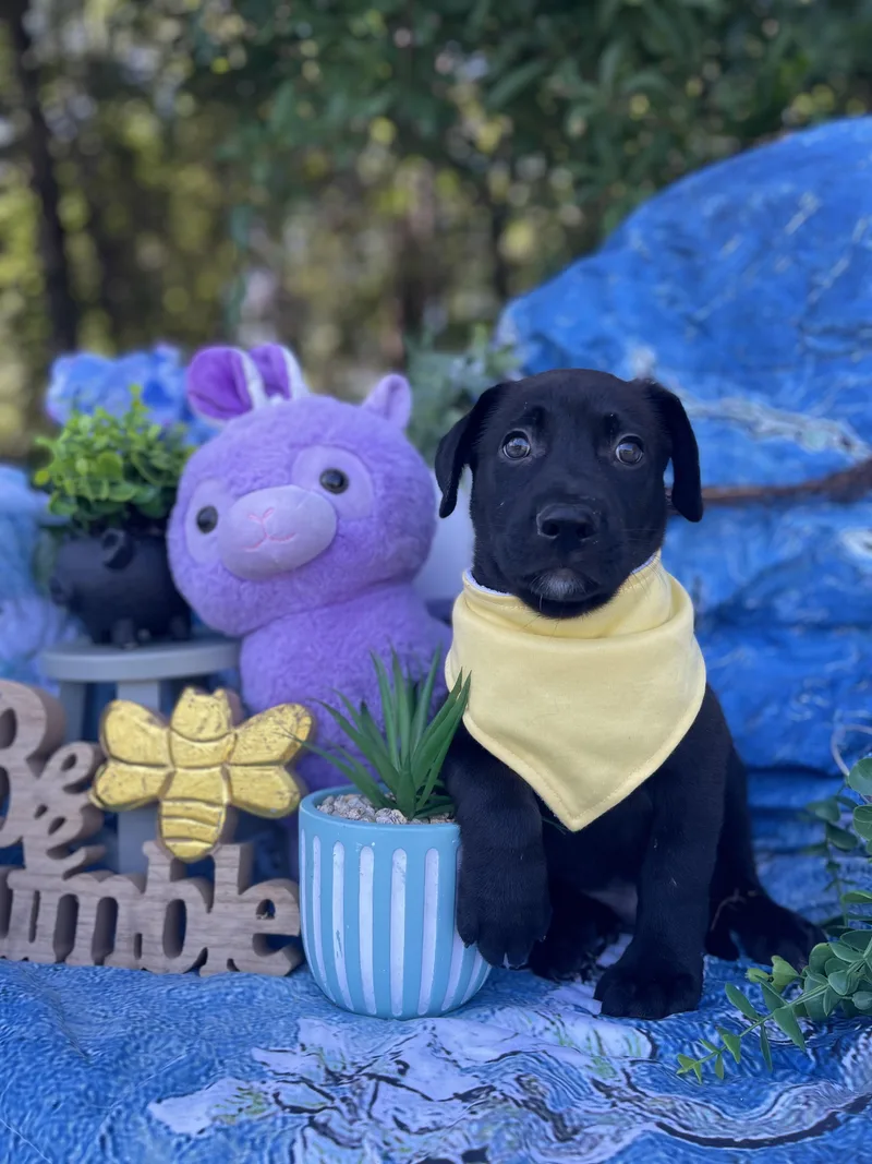 Gruncle Stan thumbnail 3