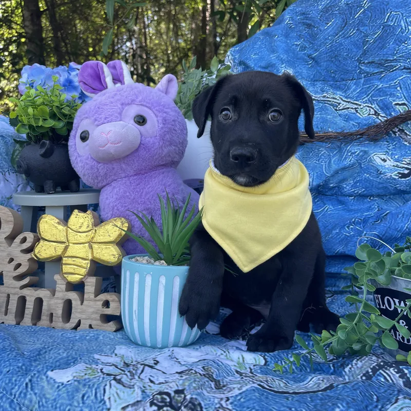 Gruncle Stan thumbnail 4