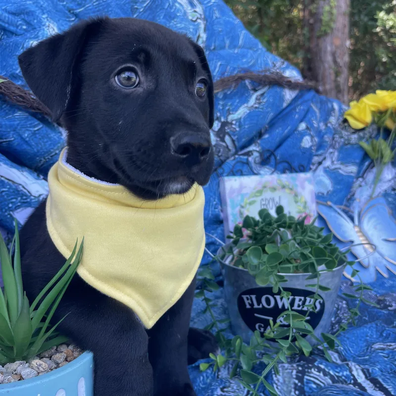 Gruncle Stan thumbnail 5