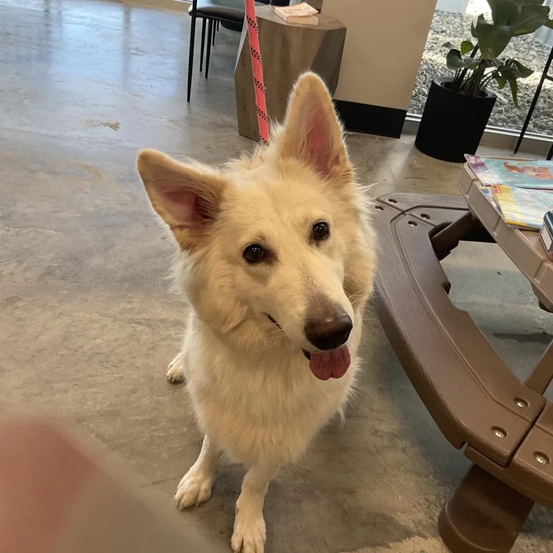 An adult large-sized female Husky dog named Claire for adoption in St Joseph, MO