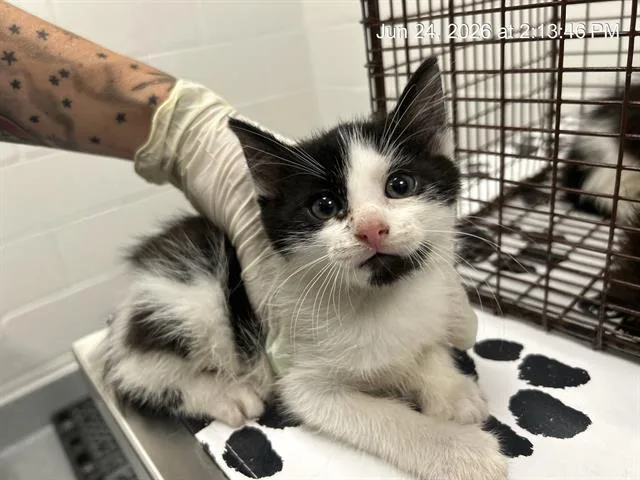 A baby small-sized male Domestic Short Hair cat named Tomato for adoption in Ocala, FL