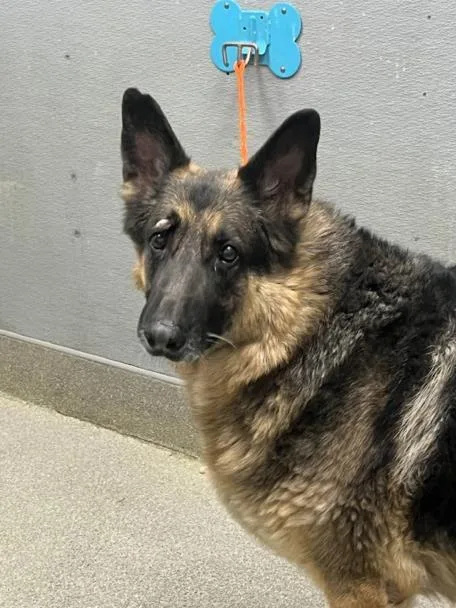 An adult large-sized male German Shepherd Dog dog named Ekko for adoption in Las Vegas, NV
