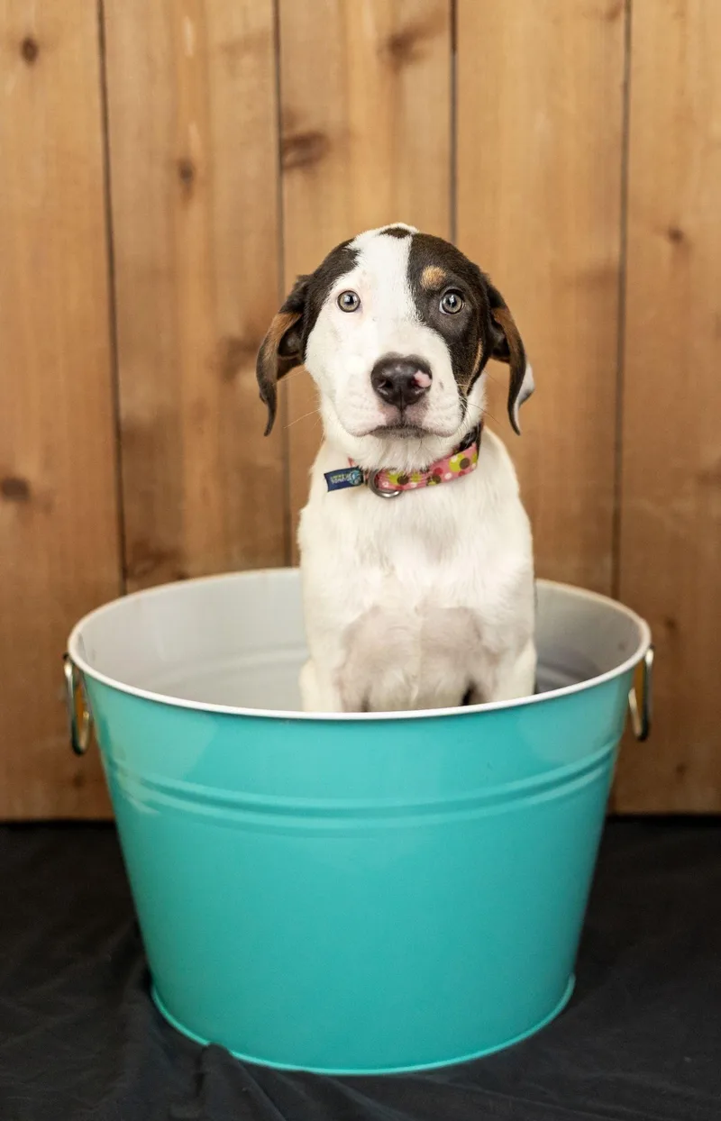 A baby medium-sized female Pit Bull Terrier dog named 683-26 for adoption in Brighton, CO