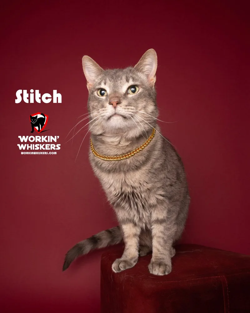 A young medium-sized male Gray / Blue / Silver Tabby cat named Stitch for adoption in HEMET, CA