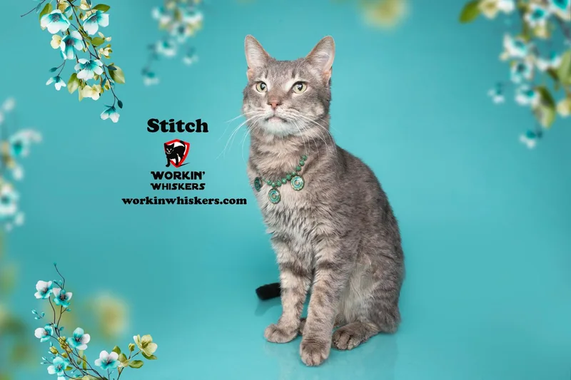 Stitch thumbnail 3