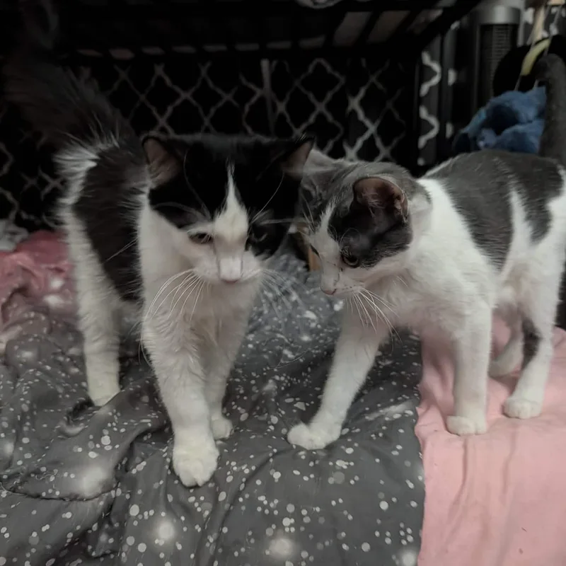 A baby small-sized male Gray & White Domestic Short Hair cat named Phil DeVille for adoption in Antioch, CA