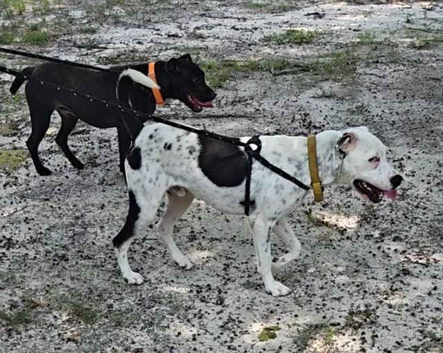 A young medium-sized male Harlequin Dalmatian dog named Blue for adoption in Aiken, SC