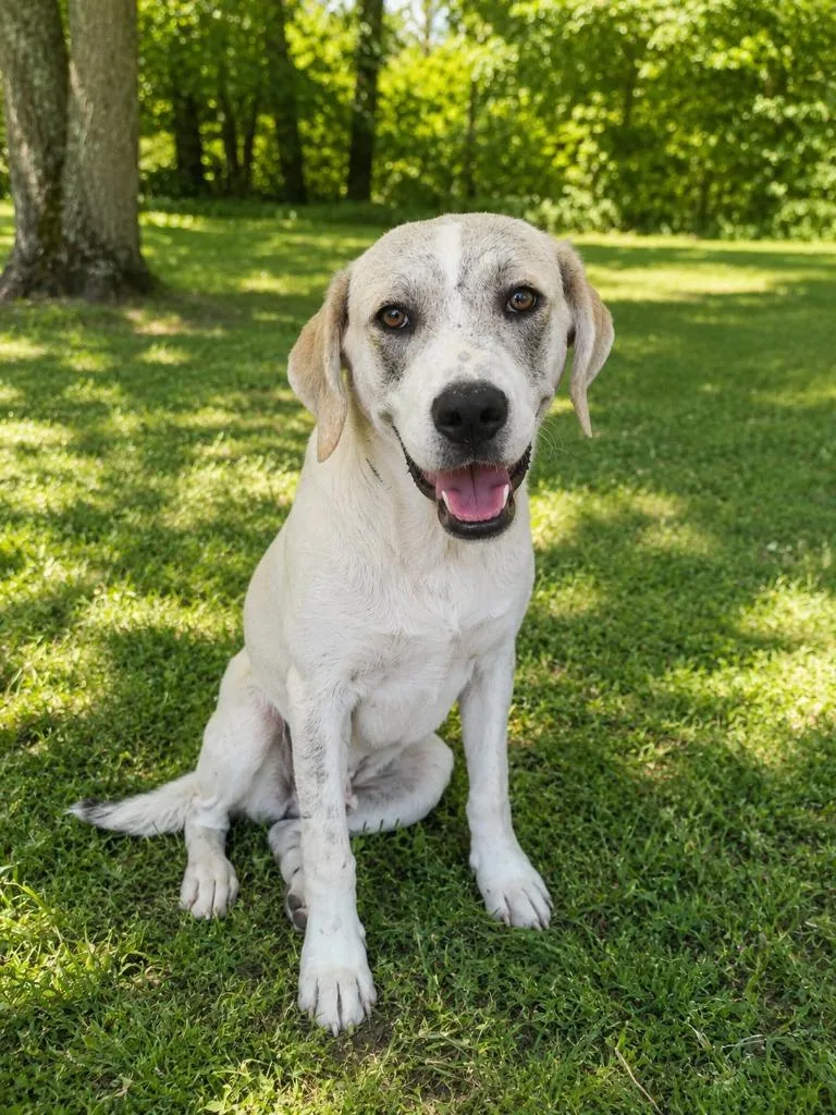 A baby large-sized male Mixed Breed dog named Riley for adoption in Mountain Home, AR