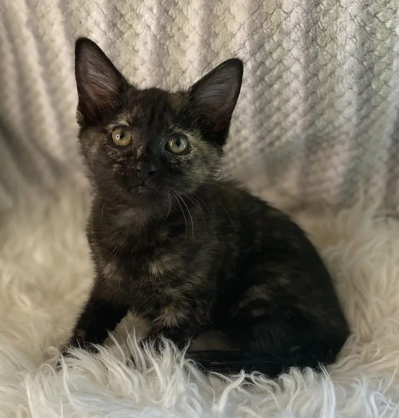 A baby small-sized female Domestic Short Hair cat named Jolie for adoption in Cookeville, TN
