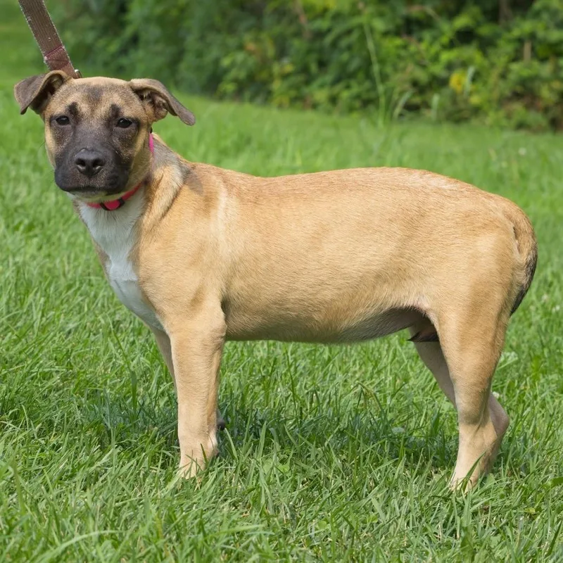 A baby medium-sized female Apricot / Beige Shepherd dog named Peaches for adoption in South Elgin, IL