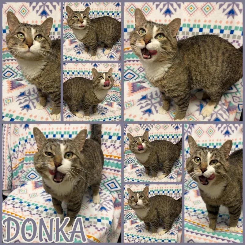 Donka