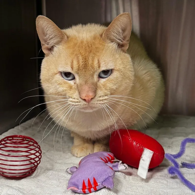 An adult large-sized male Buff / Tan / Fawn Domestic Short Hair cat named Leo for adoption in Brookfield, WI