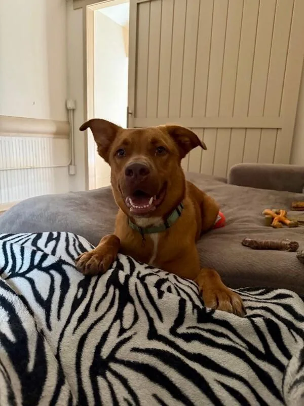 An adult medium-sized male American Staffordshire Terrier dog named Redding for adoption in Houston, TX