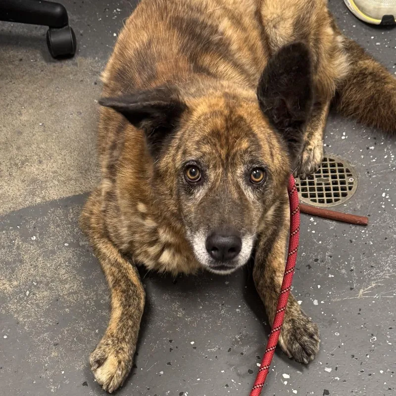 A senior large-sized male Red / Chestnut / Orange Mixed Breed dog named Dingo for adoption in Columbiana, AL