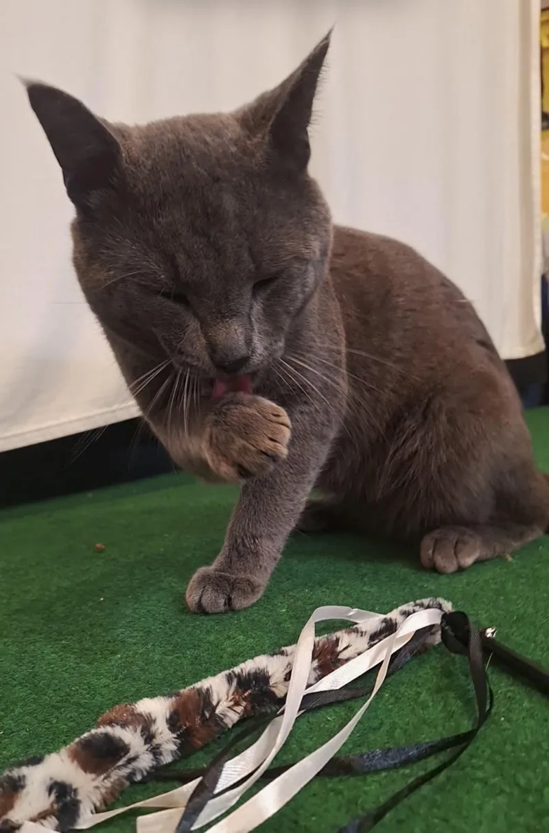 An adult large-sized male Gray / Blue / Silver Domestic Short Hair cat named Goose Boulder for adoption in Walled Lake, MI