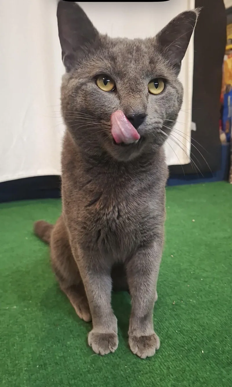 Goose Boulder thumbnail 2