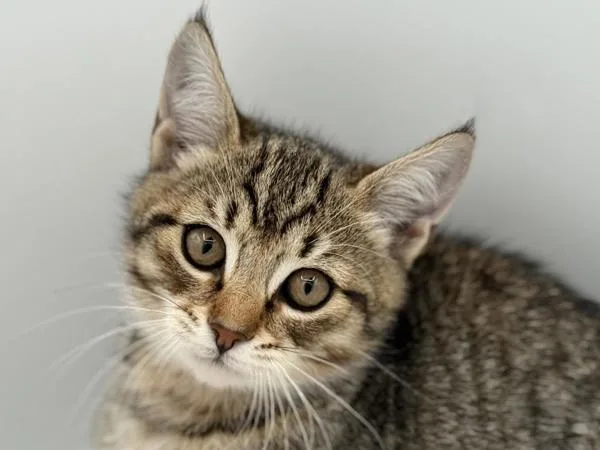 A baby small-sized female Domestic Short Hair cat named Orange for adoption in Portland, OR