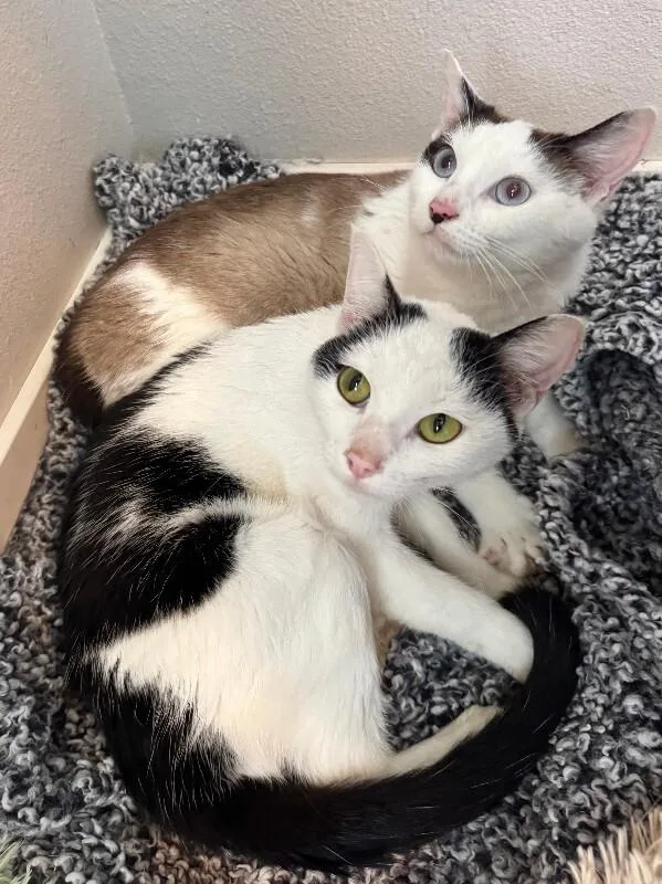 An adult medium-sized female White Domestic Short Hair cat named Aramis for adoption in Fort Collins, CO