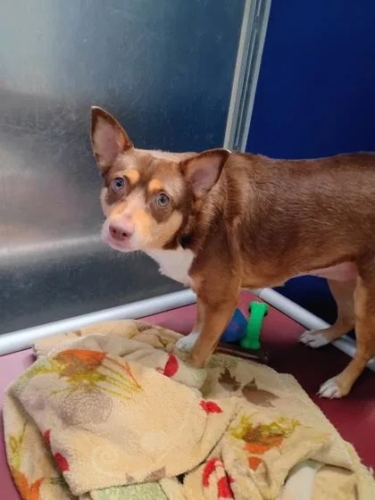 An adult small-sized female Chihuahua dog named Connie for adoption in Beatrice, NE
