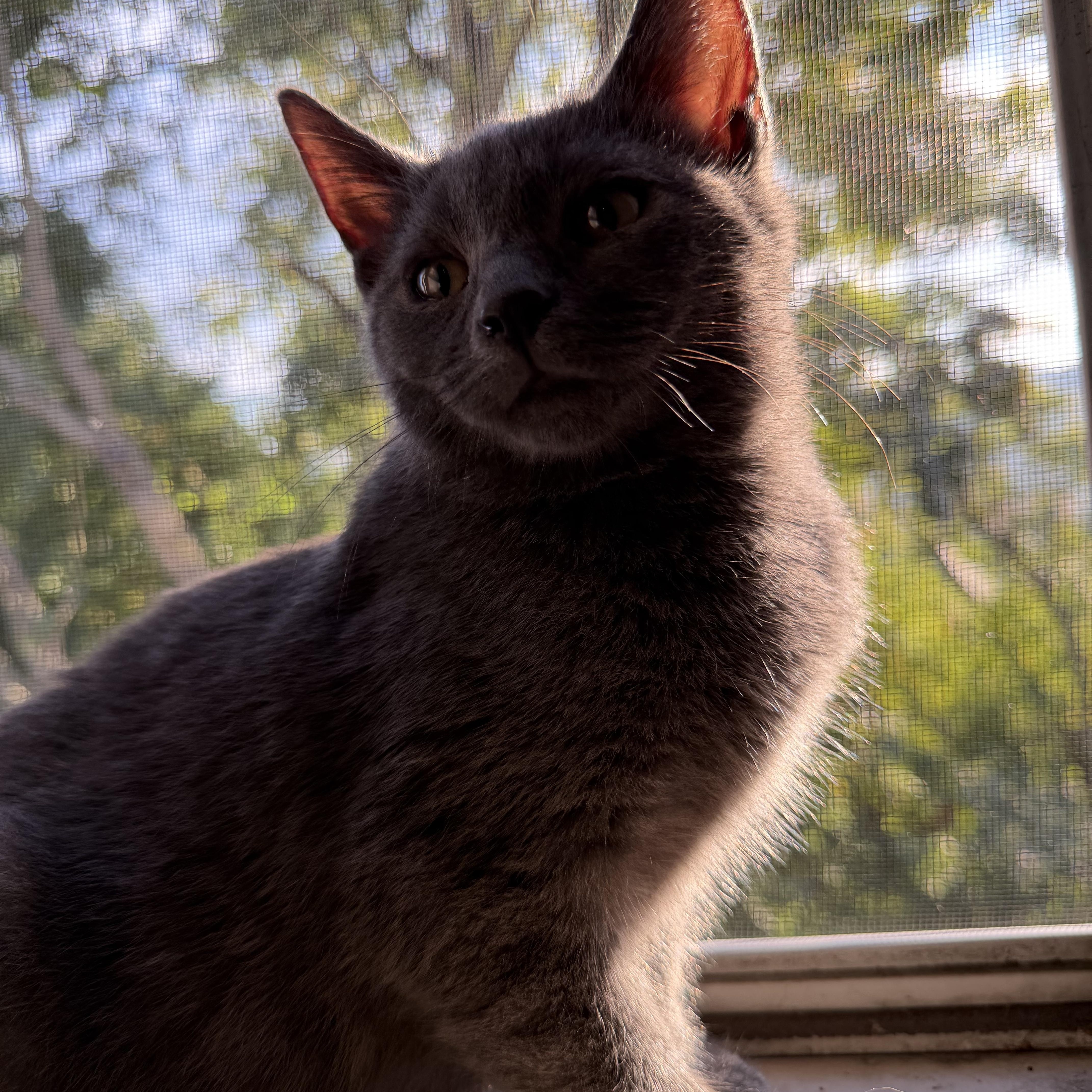 A baby medium-sized male Domestic Short Hair cat named Kfc for adoption in Pittsburgh, PA
