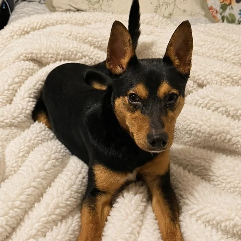 A young small-sized male Australian Kelpie dog named Jack for adoption in Magnolia, TX
