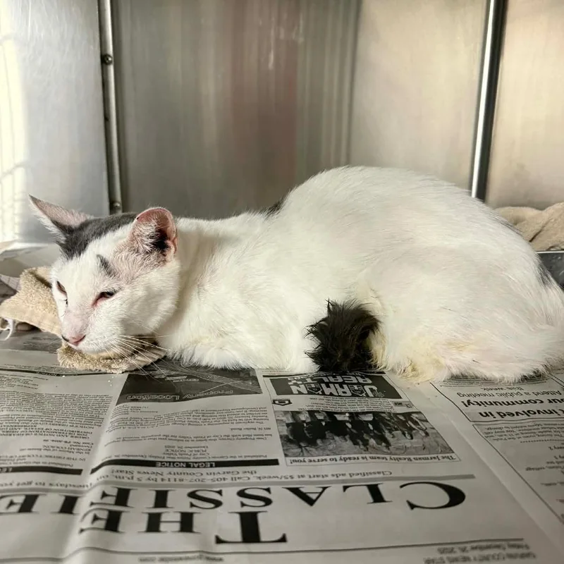 An adult medium-sized female Gray / Blue / Silver Domestic Short Hair cat named Neuman for adoption in Pauls Valley, OK