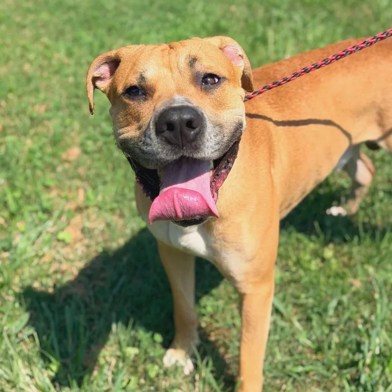 An adult large-sized male Red / Chestnut / Orange Mixed Breed dog named Tornado Stray Hold for adoption in Huntington, WV