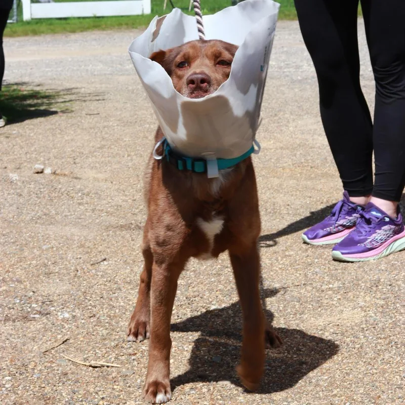 An adult medium-sized male Brown / Chocolate Australian Shepherd dog named Ct Max for adoption in Stormville, NY