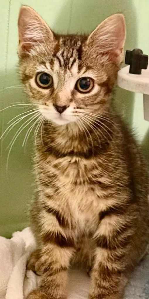 A baby small-sized female Domestic Short Hair cat named Tory for adoption in Wintersville, OH