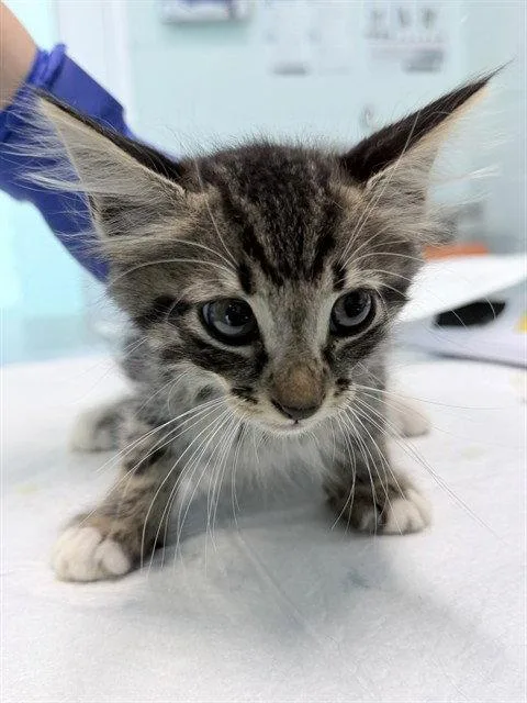 A baby small-sized male Brown / Chocolate Domestic Short Hair cat named Flops for adoption in Tavares, FL