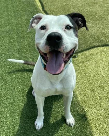 An adult large-sized male Pit Bull Terrier dog named Klee for adoption in Independence, MO